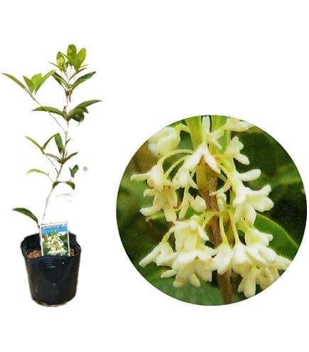 Amazon｜タイサンボク リトルジェム 常緑樹の苗木 約30cm｜観葉植物